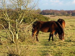 Jan 2006: Ponies on Crookham Common